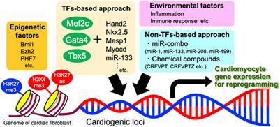 Manipulating Cardiomyocyte Plasticity for <mark class="highlighted">Heart Regeneration</mark>